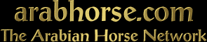 The Arabian Horse Network